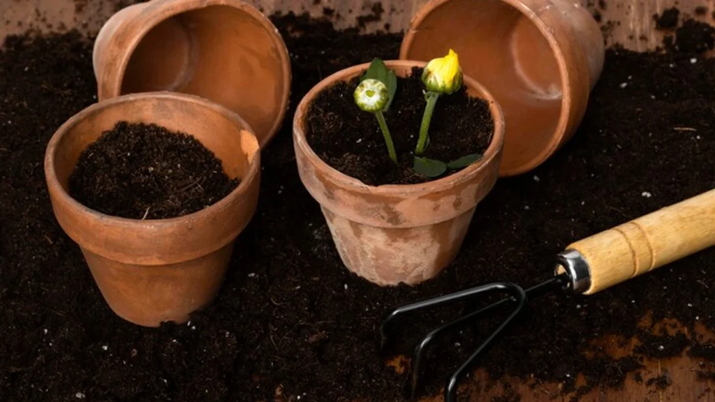 Saksı ve Toprak Seçimi Neden Önemlidir?
