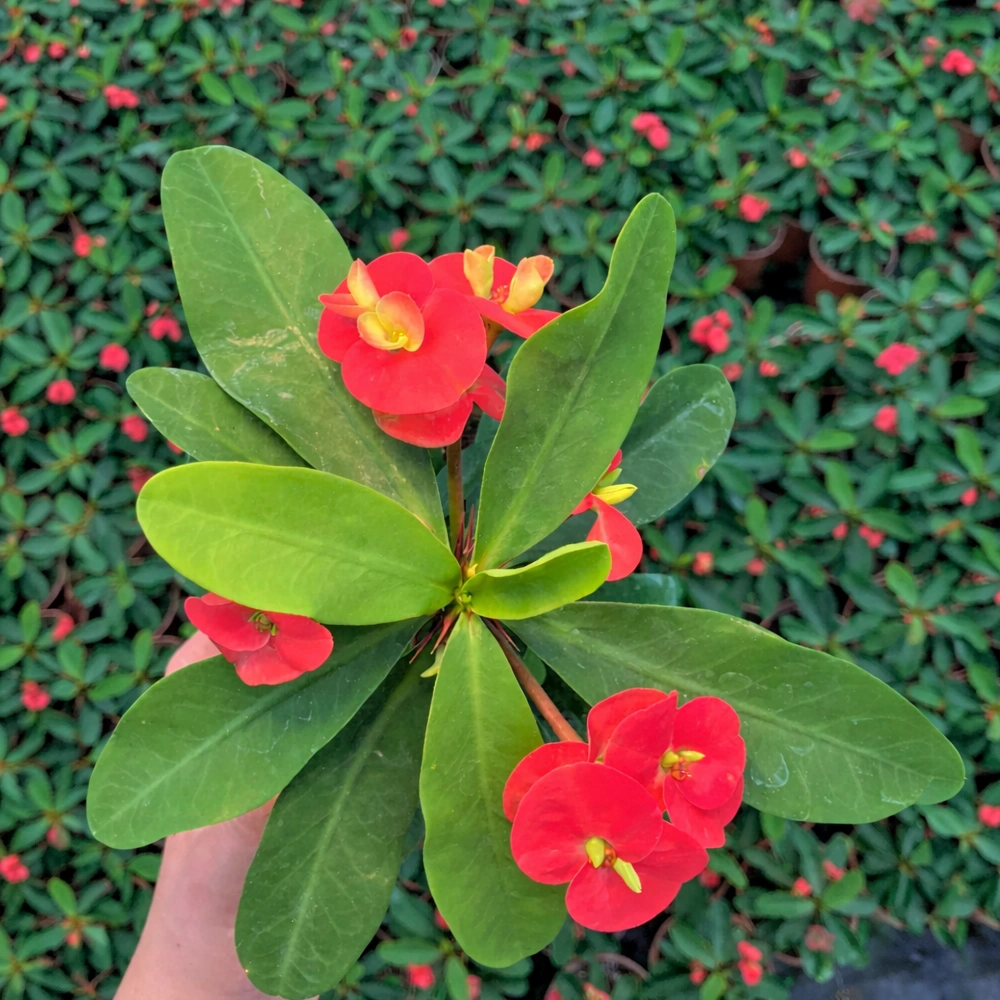 Thailand Kökenli 'Red İnferno'