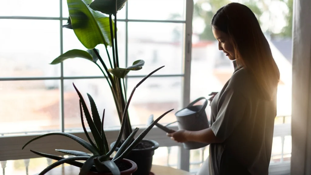 Bitkiler İçin Doğru Işık Nasıl Seçilir?