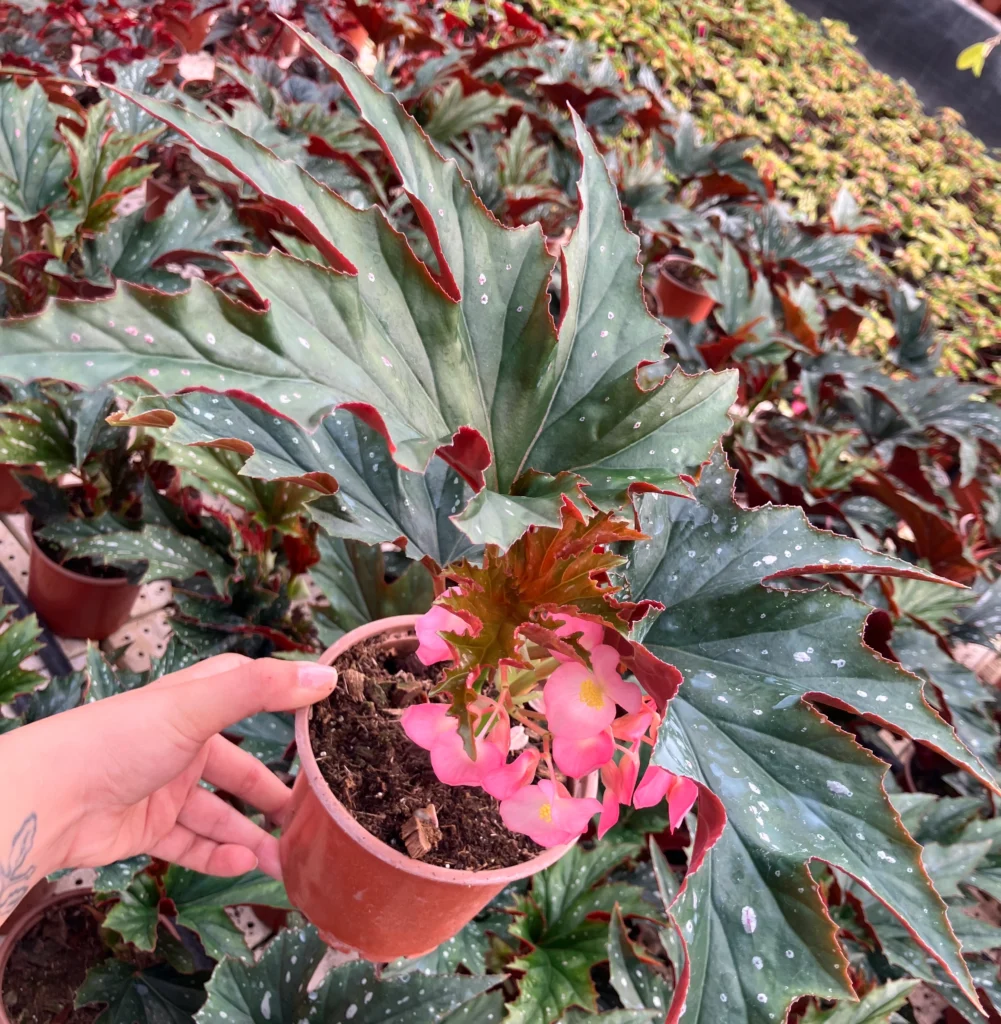 Çilli Çınar Begonya (Begonia maculata)