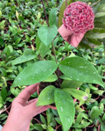 Hoya Pubicalyx Pink Silver Özel Tür Mum Çiçeği - Görsel 3