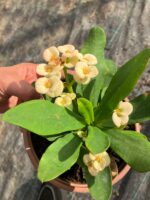 Hollanda Kökenli Mısır Patlağı Dikenler Tacı (Euphorbia milii) - Görsel 2
