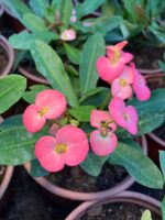 Hollanda Kökenli Pink Lady Dikenler Tacı (Euphorbia milii)