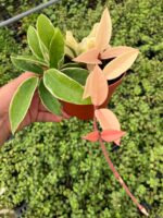 Hoya Carnosa Krimson Queen Özel Tür Mum Çiçeği - Görsel 2