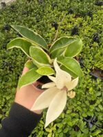 Hoya Carnosa Krimson Queen Özel Tür Mum Çiçeği - Görsel 3