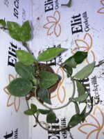 Hoya Carnosa Chelsea Klasik Mum Çiçeği - Görsel 2