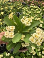 Hollanda Kökenli Mısır Patlağı Dikenler Tacı (Euphorbia milii) - Görsel 4