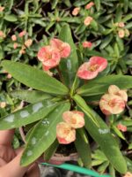 Thailand Kökenli Ebruli Dikenler Tacı – Cream Splash (Euphorbia milii)