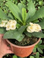 Hollanda Kökenli Mısır Patlağı Dikenler Tacı (Euphorbia milii)
