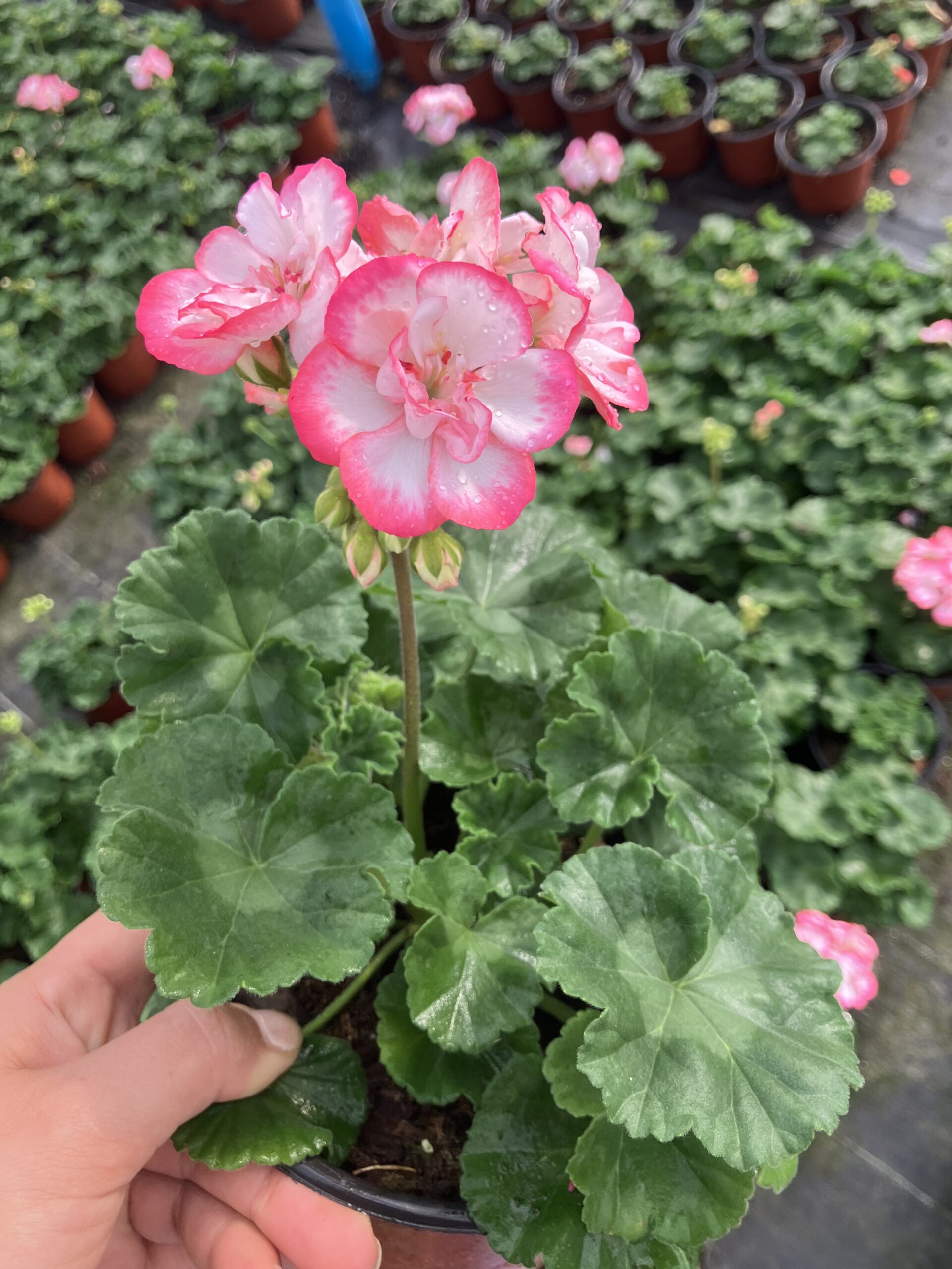 IMG_2176 Özel Katlı Star Berry Sardunya (Pelargonium) - Görsel 1