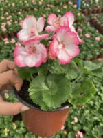 Özel Katlı Star Berry Sardunya (Pelargonium) - Görsel 2