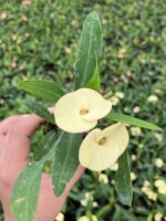 Thailand Kökenli Yellow Butterfly İri Çiçekli Dikenler Tacı Fidesi (Euphorbia milii) - Görsel 2