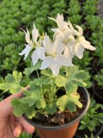 Özel Tür Beyaz Yıldız Sardunya (Pelargonium) - Görsel 2