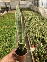 Sarı Uzun Paşa Kılıcı (Sansevieria trifasciata ‘Laurentii’) - Görsel 2