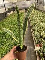 Sarı Uzun Paşa Kılıcı (Sansevieria trifasciata ‘Laurentii’)