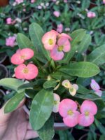 Hollanda Kökenli Pink Lady Dikenler Tacı (Euphorbia milii) - Görsel 3