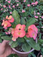 Hollanda Kökenli Pink Lady Dikenler Tacı (Euphorbia milii) - Görsel 4