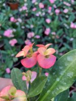 Hollanda Kökenli Pink Lady Dikenler Tacı (Euphorbia milii) - Görsel 2