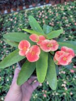 Thailand Kökenli Ebruli Dikenler Tacı – Cream Splash (Euphorbia milii) - Görsel 3