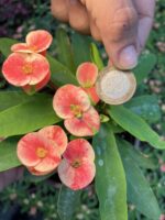Thailand Kökenli Ebruli Dikenler Tacı – Cream Splash (Euphorbia milii) - Görsel 2