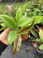 Hoya Pubicalyx Pink Silver Özel Tür Mum Çiçeği - Görsel 2