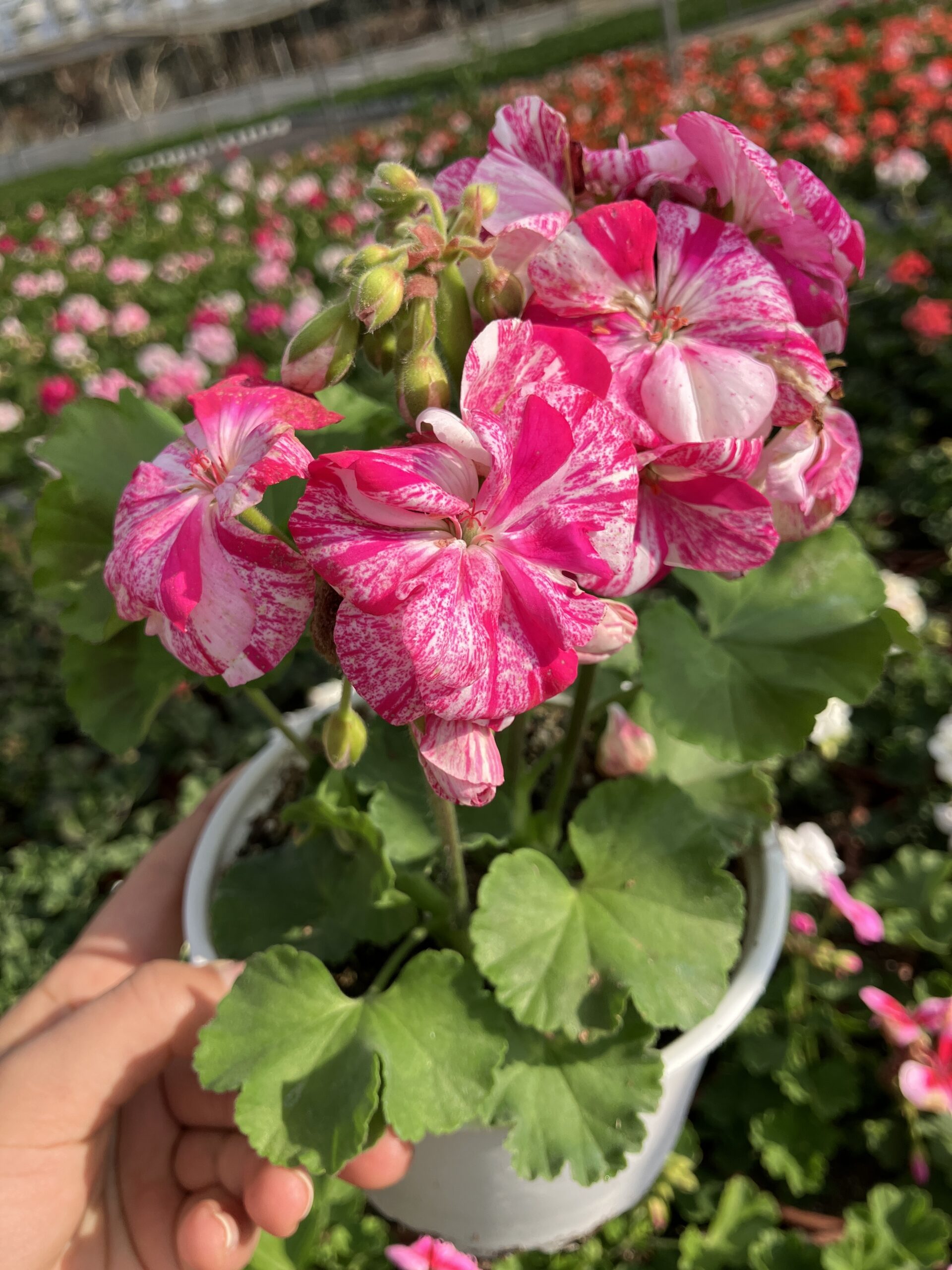 IMG_5462 Pembe Peri Özel Sardunya Çiçeği (Pelargonium) - Görsel 1