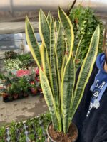Dolgun Form Uzun Paşa Kılıcı Golden (Sansevieria trifasciata ‘Laurentii’)