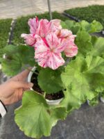 Pembe Peri Özel Sardunya Çiçeği (Pelargonium) - Görsel 3