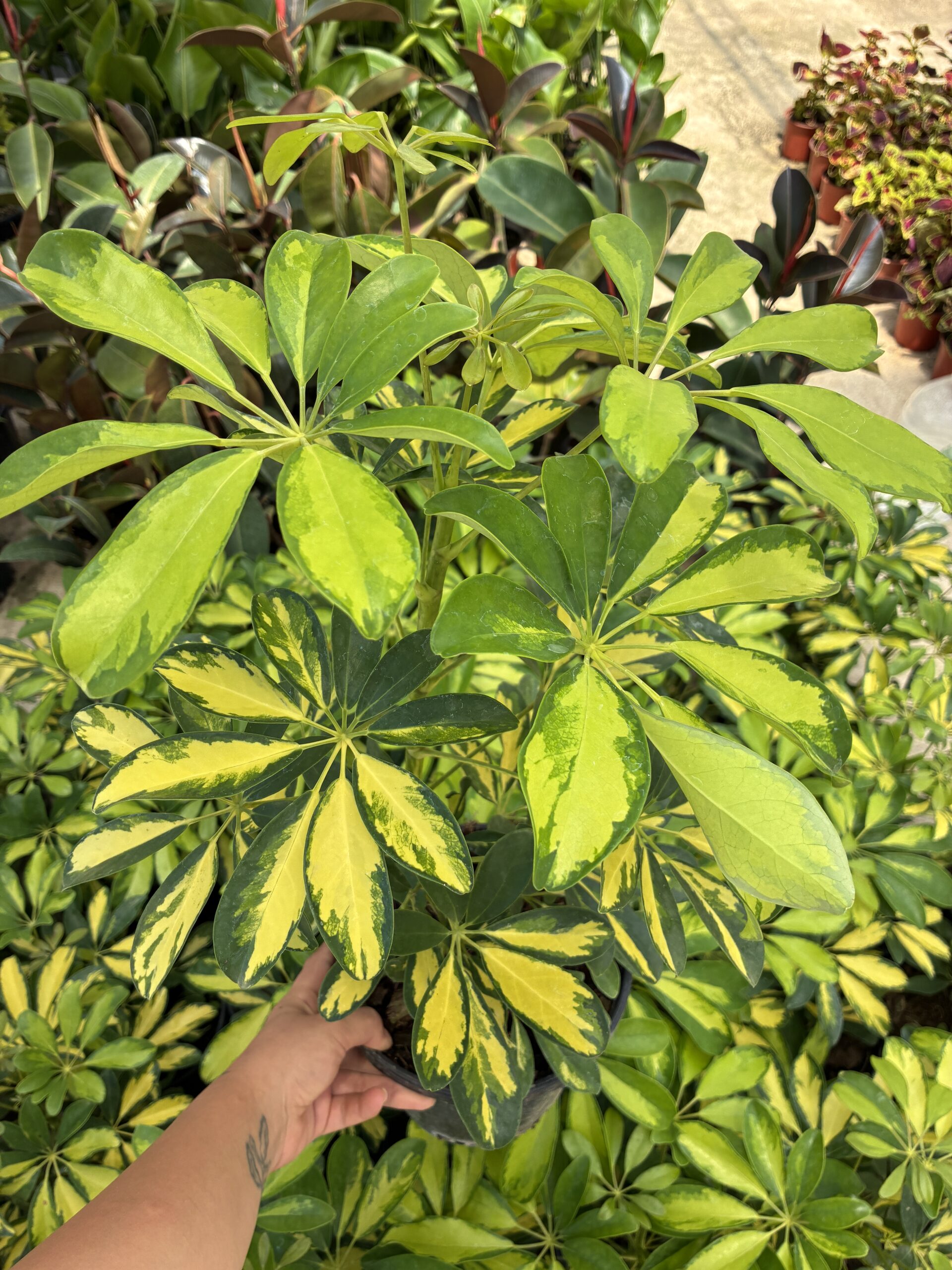 IMG_7643 Alacalı Şeflora (Schefflera arboricola ‘Variegata’) - Görsel 1