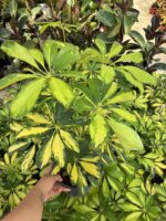 Alacalı Şeflora (Schefflera arboricola ‘Variegata’) - Görsel 4