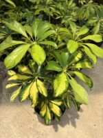 Alacalı Şeflora (Schefflera arboricola ‘Variegata’) - Görsel 3