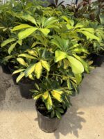 Alacalı Şeflora (Schefflera arboricola ‘Variegata’) - Görsel 2