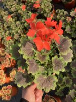 Özel Tür Sardunya (Pelargonium ‘Chocolate’) - Görsel 3