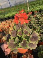 Özel Tür Sardunya (Pelargonium ‘Chocolate’) - Görsel 2