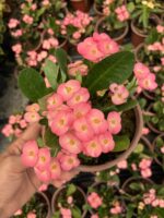 Hollanda Kökenli Pink Lady Dikenler Tacı (Euphorbia milii) - Görsel 2