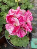Pembe Peri Özel Sardunya Çiçeği (Pelargonium) - Görsel 2