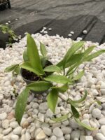 Hoya Pubicalyx Red Buttons Özel Tür Mum Çiçeği - Görsel 3
