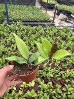 Hoya Pubicalyx Black Dragon Özel Tür Siyah Mum Çiçeği - Görsel 2