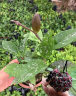 Hoya Pubicalyx Black Dragon Özel Tür Siyah Mum Çiçeği