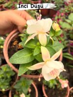 9lu Çok Satanlar Küpeli Çiçeği Seti (Fuchsia × hybrida) - Görsel 2