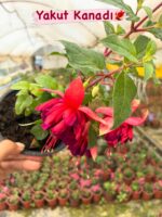 9lu Çok Satanlar Küpeli Çiçeği Seti (Fuchsia × hybrida) - Görsel 6