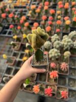 Ejder Meyvesi Üzerine Aşılanmış Özel Tür Beyin Kaktüs (Hylocereus spp. anaçlı) - Görsel 6