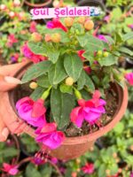 3 lü katlı küpeli seti (Fuchsia) - Görsel 2