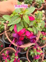9lu Çok Satanlar Küpeli Çiçeği Seti (Fuchsia × hybrida) - Görsel 5