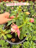 3 lü katlı küpeli seti (Fuchsia) - Görsel 3