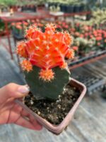 Portakal Kabuğu Ejder Meyvesi Üzerine Aşılanmış Özel Tür Kaktüs (Hylocereus spp. anaçlı)