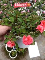 5'li Katlı Cam Güzeli Seti (Impatiens walleriana) - Görsel 5