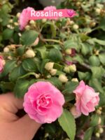 5'li Katlı Cam Güzeli Seti (Impatiens walleriana) - Görsel 2