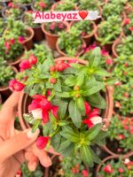 9lu Çok Satanlar Küpeli Çiçeği Seti (Fuchsia × hybrida) - Görsel 4
