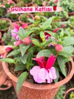 9lu Çok Satanlar Küpeli Çiçeği Seti (Fuchsia × hybrida) - Görsel 7